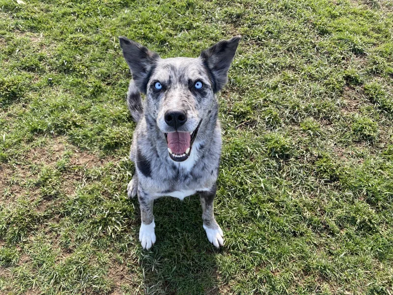 An adult medium-sized male Mixed Breed dog named Leroy for adoption in McCall, ID