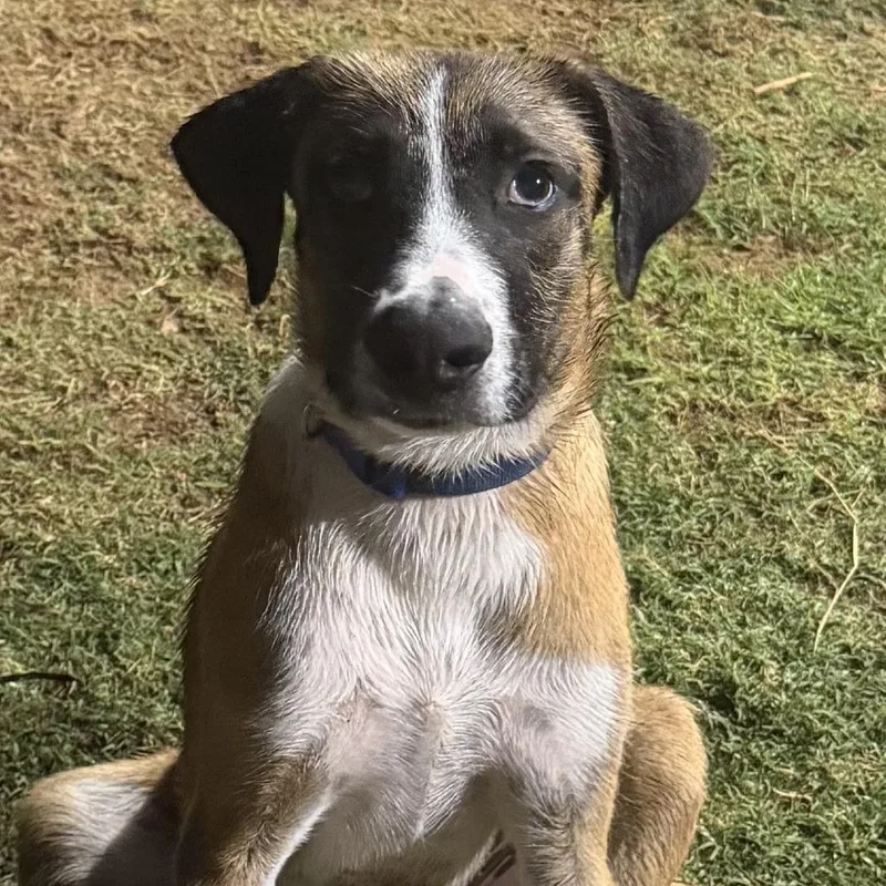 A young medium-sized male Yellow / Tan / Blond / Fawn Mixed Breed dog named Dewey for adoption in Midland, TX