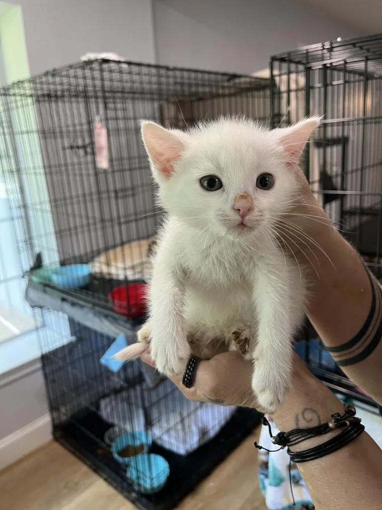 A baby medium-sized female Domestic Short Hair cat named Pearl for adoption in Richland Hills, TX