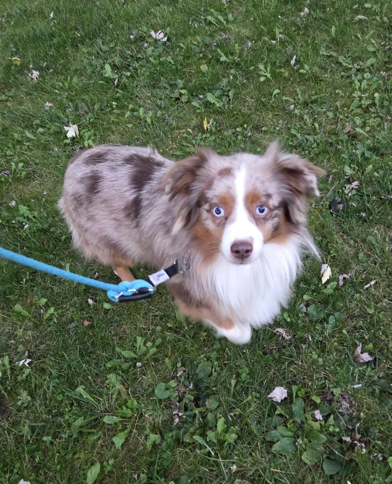 An adult small-sized male Australian Shepherd dog named Curtesy post Jax for adoption in Cuyahoga Falls, OH