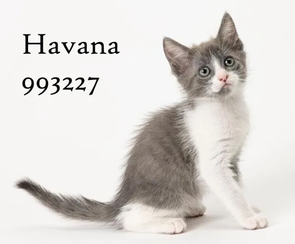 Havana