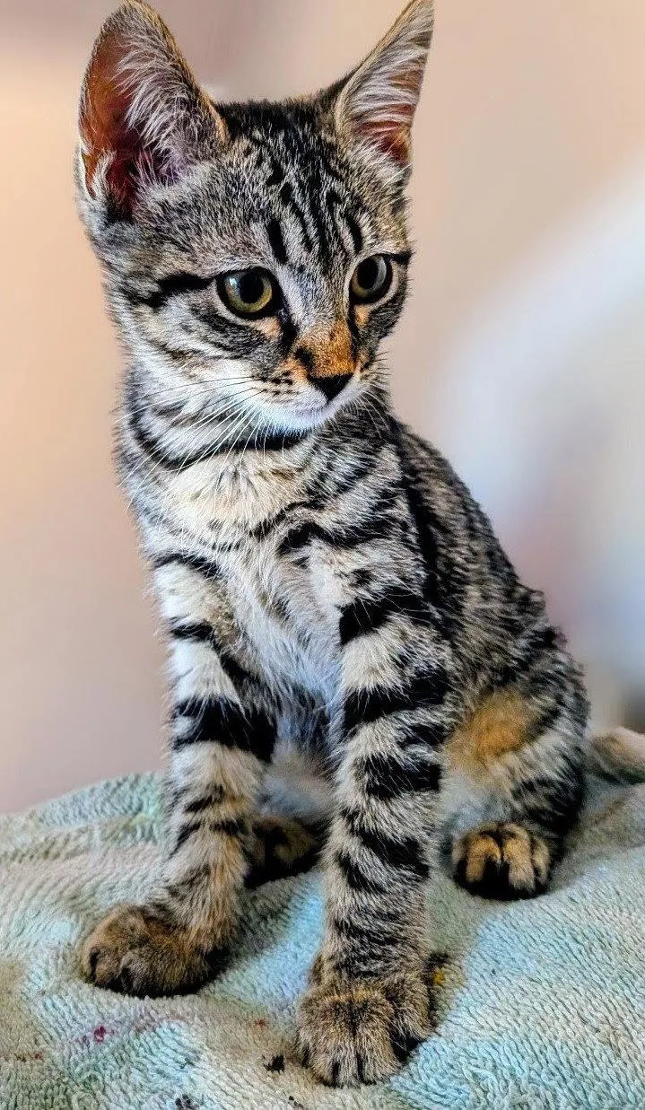 A young medium-sized female Domestic Short Hair cat named Tessi for adoption in Riverside, CA