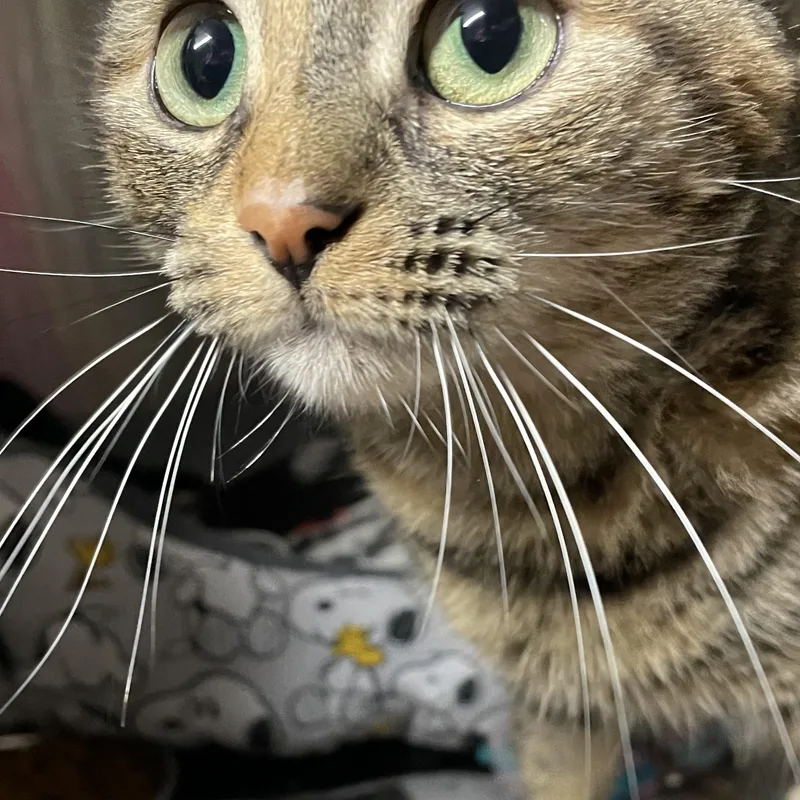A young medium-sized female Tabby (Buff / Tan / Fawn) American Shorthair cat named Autumn for adoption in North Kingstown, RI