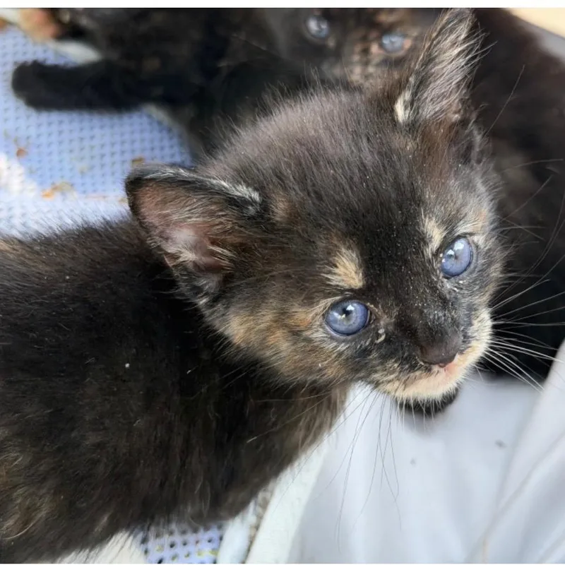 A baby small-sized female Tortoiseshell Domestic Short Hair cat named Ember for adoption in Oakton, VA