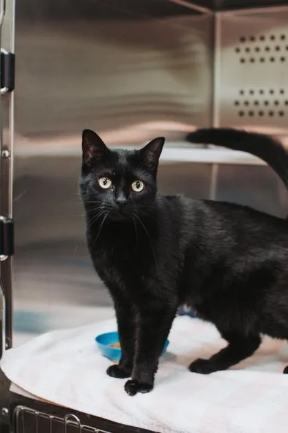 A Pinky Pounce Cat thumbnail 2