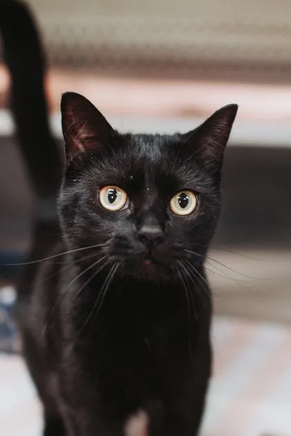 A Pinky Pounce Cat thumbnail 3