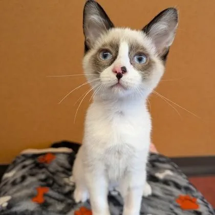 A baby small-sized male Cream / Ivory Siamese cat named Pretzel for adoption in Rochester, MN