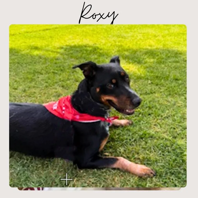 Roxy thumbnail 2