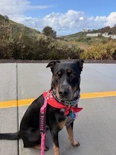 Roxy thumbnail 3