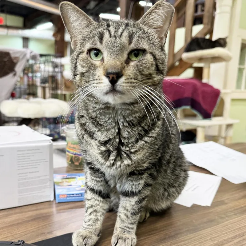 An adult medium-sized male Brown / Chocolate Domestic Short Hair cat named Samuel for adoption in Mount Juliet, TN