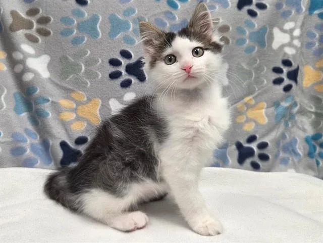 A baby small-sized male Domestic Short Hair cat named Vinay for adoption in Ames, IA