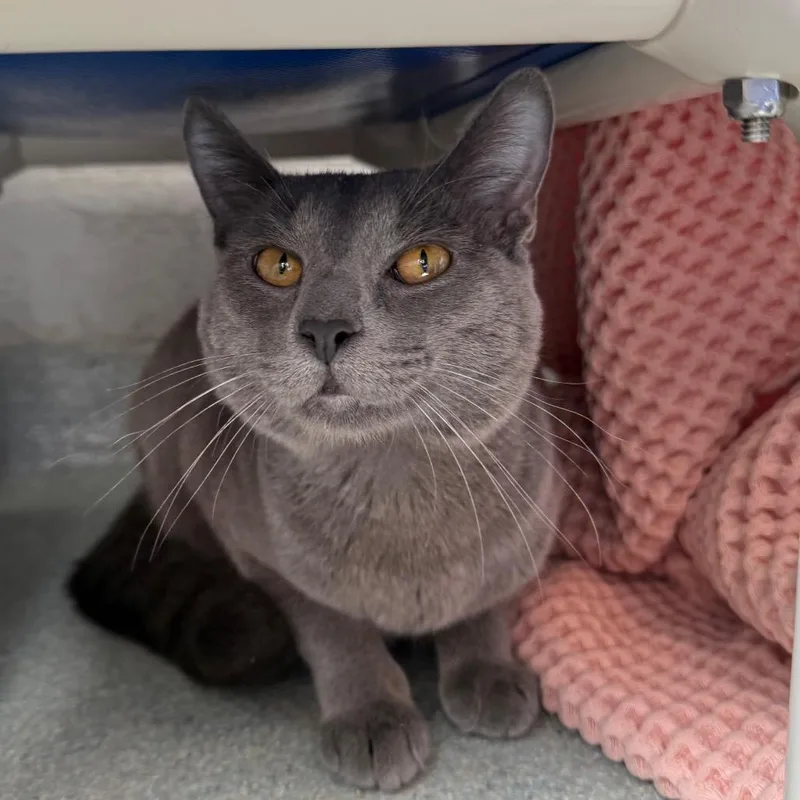 Tortuga thumbnail 2
