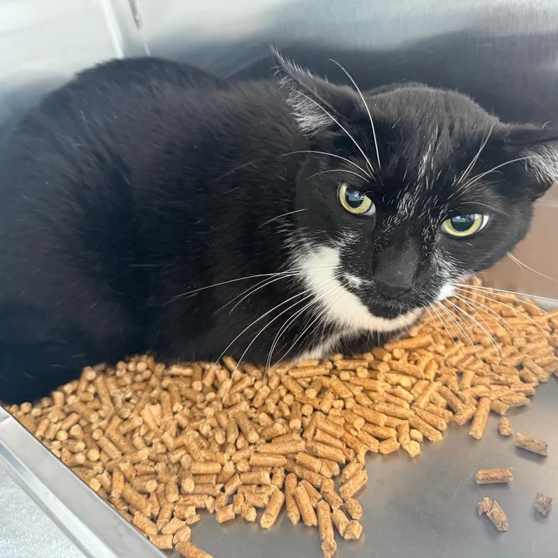A senior small-sized male Black Domestic Short Hair cat named Jackson for adoption in Madisonville, TN