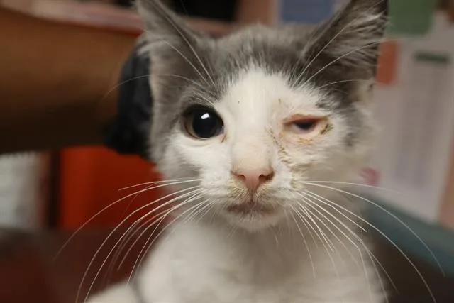 A baby small-sized male Domestic Short Hair cat named Owen for adoption in Columbia, SC