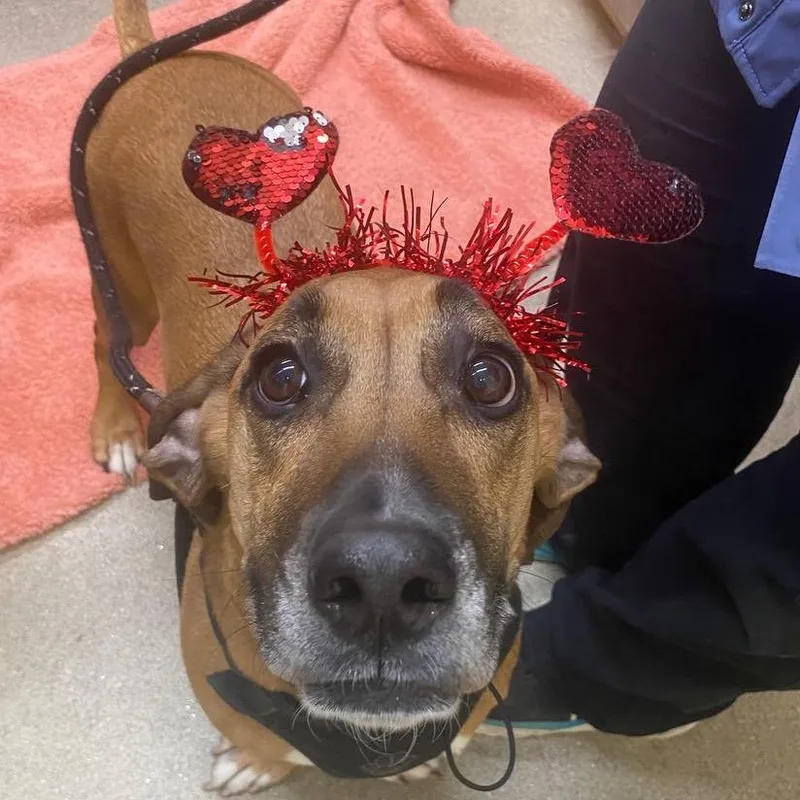 An adult large-sized female Brown / Chocolate Mixed Breed dog named Lola for adoption in Westhampton, NY