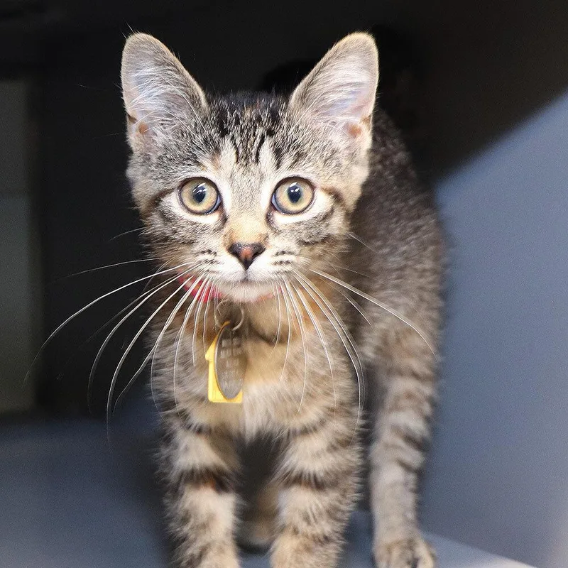 A baby small-sized female Domestic Short Hair cat named Tipsy for adoption in Port Washington, NY