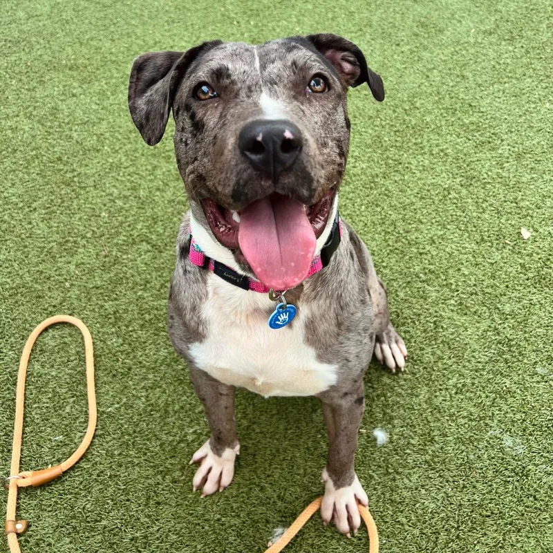A young medium-sized female Pit Bull Terrier dog named Lola Mae for adoption in Apache Junction, AZ