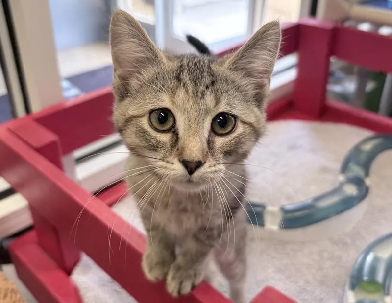 A baby small-sized female Tabby (Brown / Chocolate) Domestic Short Hair cat named Piper for adoption in Columbus, IN