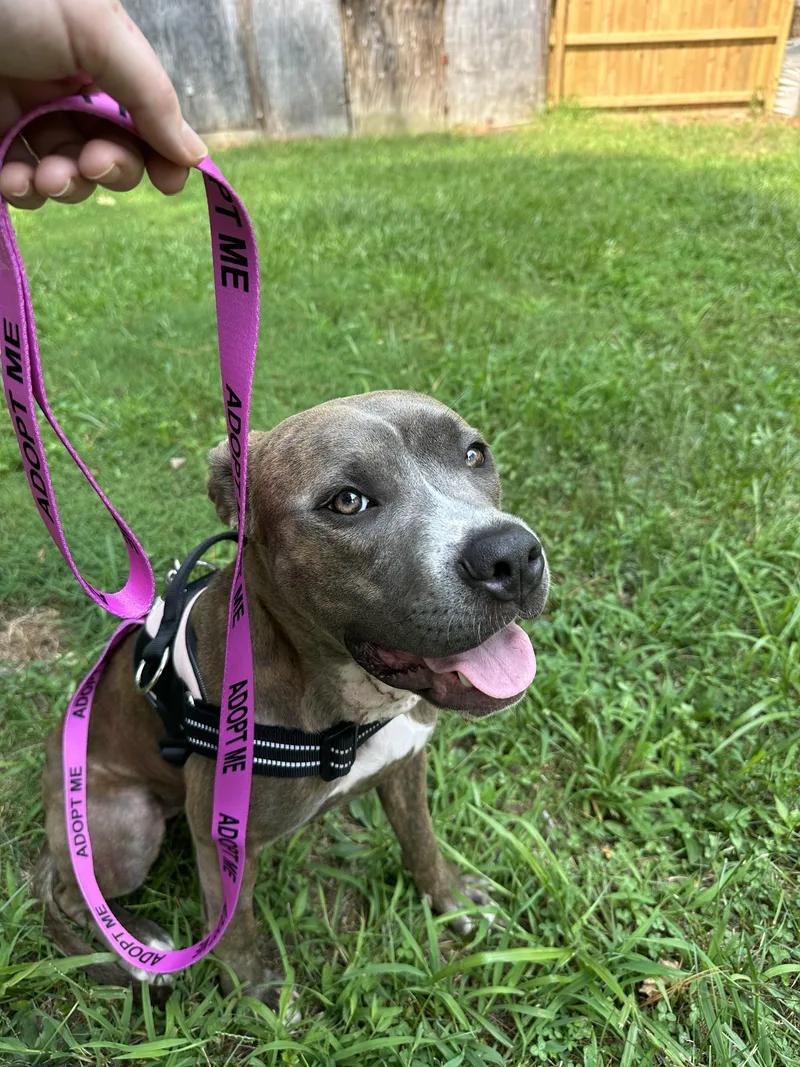 An adult medium-sized female Brindle Pit Bull Terrier dog named Yara for adoption in Providence Forge, VA