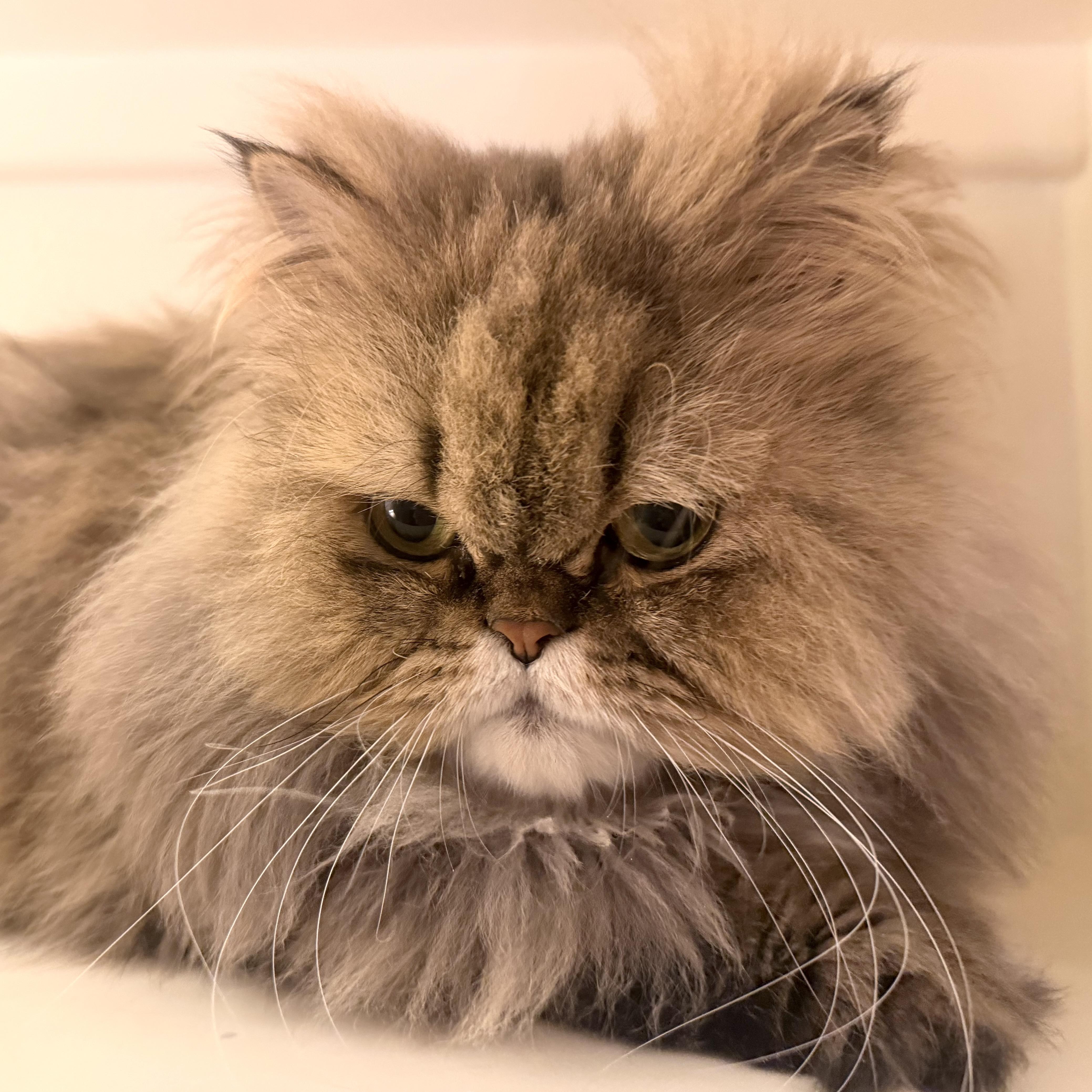 An adult medium-sized female Dilute Calico Persian cat named Ella for adoption in Brooklyn, NY
