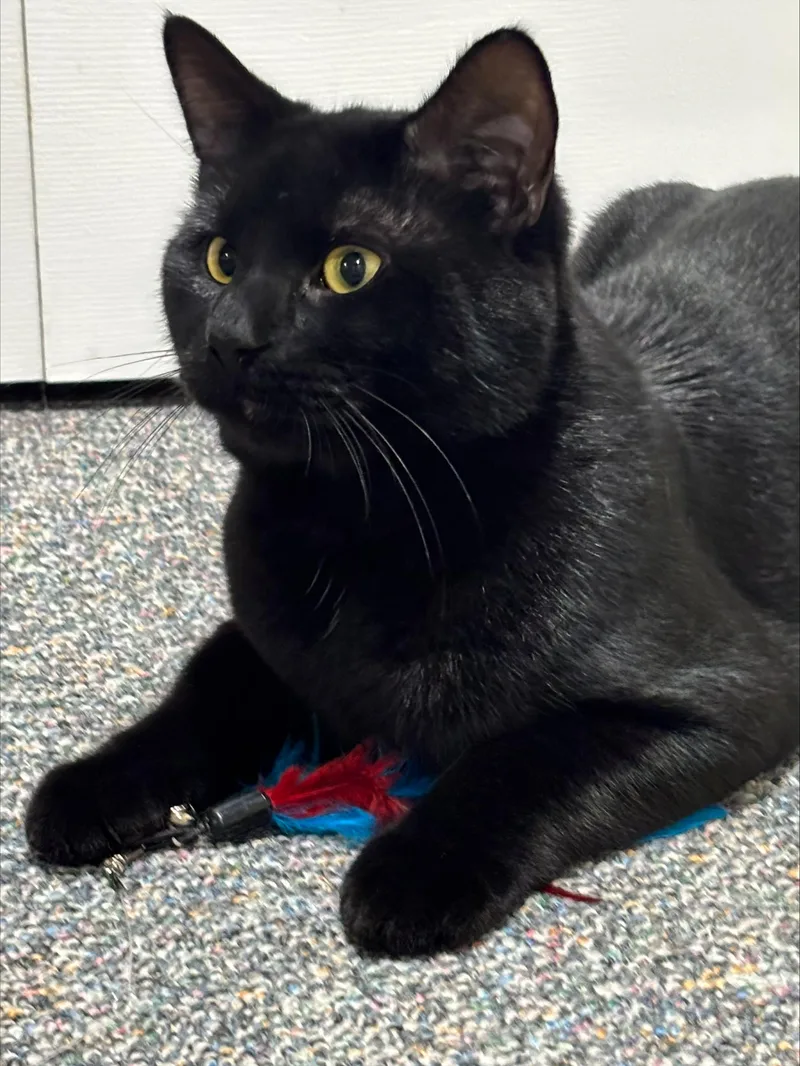 A young medium-sized male Domestic Short Hair cat named Titan for adoption in Melrose, MA