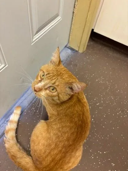 An adult small-sized male Domestic Short Hair cat named Barry for adoption in South Bend, IN