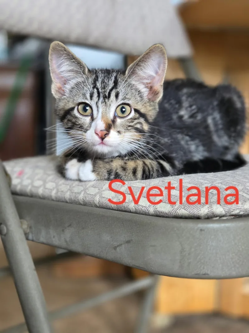 A baby medium-sized female Tabby (Brown / Chocolate) Domestic Short Hair cat named Svetlana for adoption in Omaha, NE