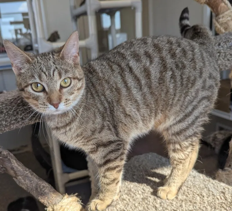 A baby small-sized female Domestic Short Hair cat named Beyonce for adoption in Fremont, OH