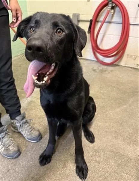 A young large-sized female German Shepherd Dog dog named Waffles O'giggles for adoption in Sacramento, CA