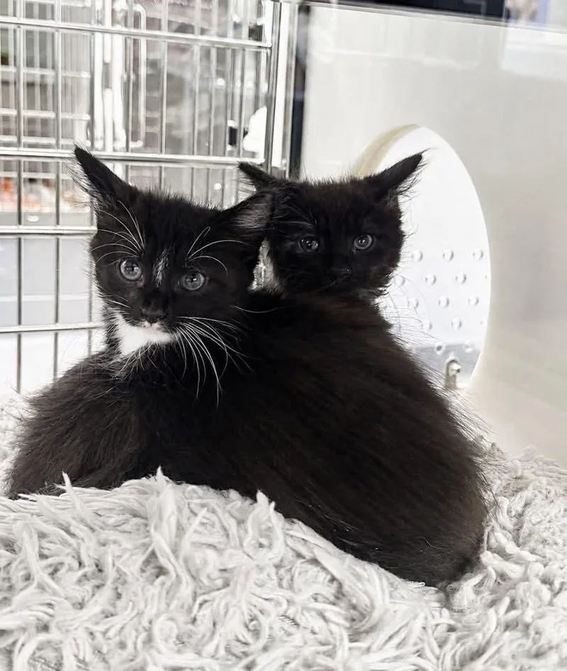 A baby medium-sized female Black & White / Tuxedo Domestic Short Hair cat named Brantley for adoption in Hilton Head Island, SC