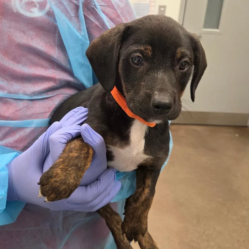 A baby small-sized male Black Hound dog named Whittaker for adoption in Chattanooga, TN