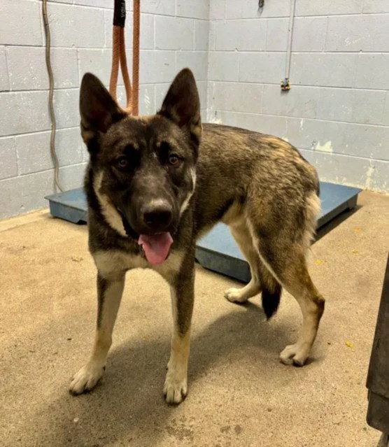 An adult large-sized male Akita dog named Oaken for adoption in Woodland, CA