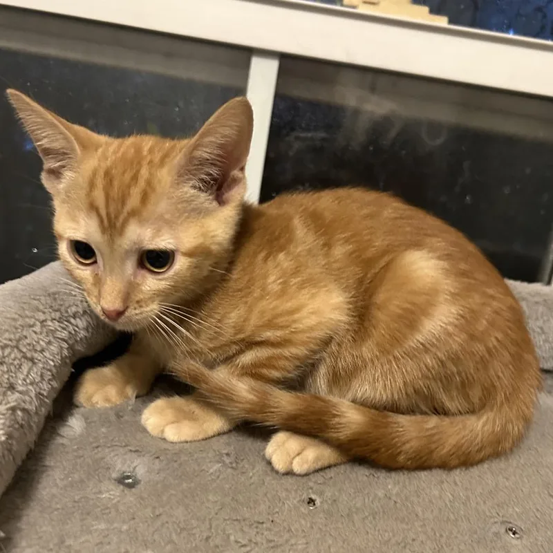 A baby small-sized female Orange / Red Domestic Short Hair cat named Jalapeno for adoption in Evansville, IN