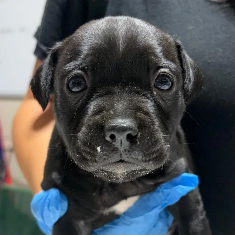 A baby small-sized female Black Mixed Breed dog named Raviolli for adoption in Milton, FL