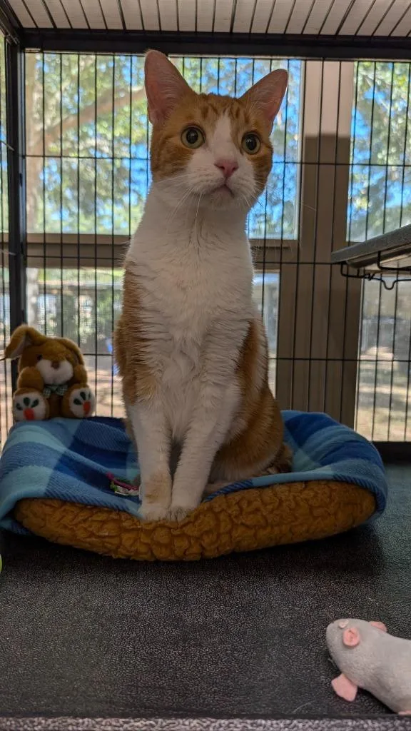 A senior large-sized male Domestic Short Hair cat named Nietzche for adoption in Magnolia, TX