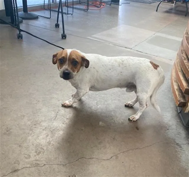 A young medium-sized male Mixed Breed dog named Ace for adoption in Dallas, TX