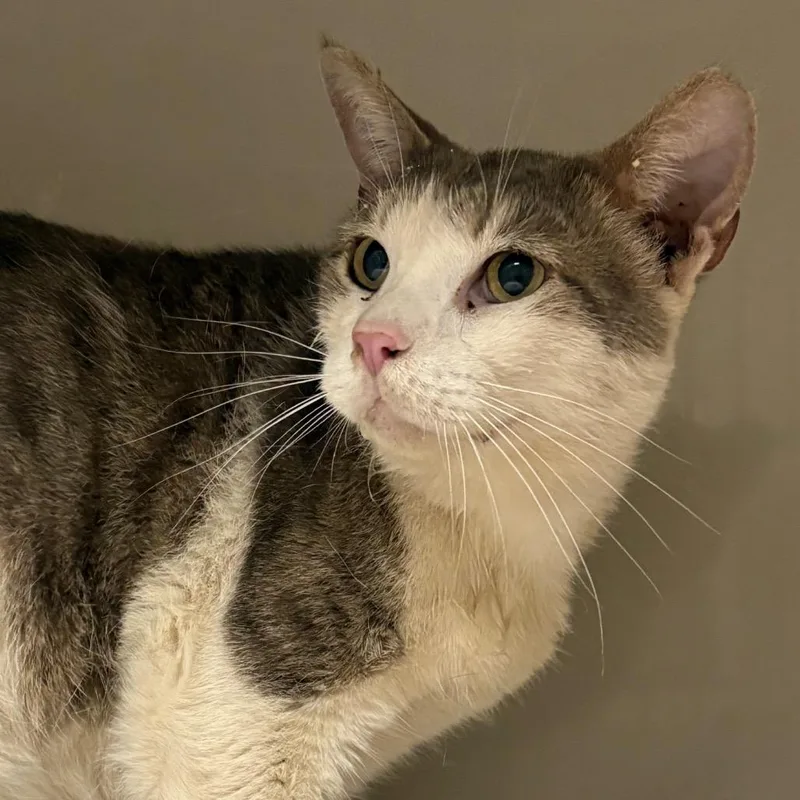 A senior large-sized male White Domestic Short Hair cat named Gordito for adoption in Yuma, AZ