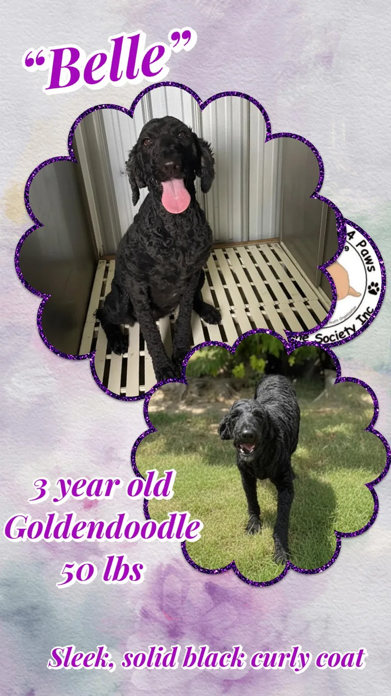 An adult medium-sized female Black Goldendoodle dog named Belle for adoption in Thomson , GA