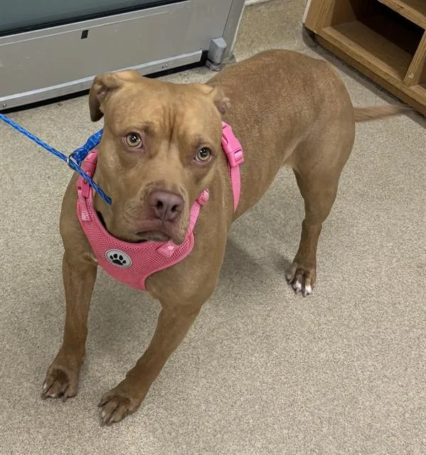 A young large-sized female American Staffordshire Terrier dog named Ellie for adoption in Grand Prairie, TX