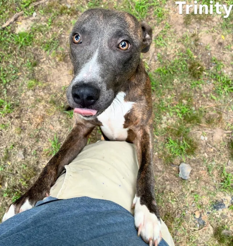 A young medium-sized female Greyhound dog named Trinity for adoption in Little Rock, AR
