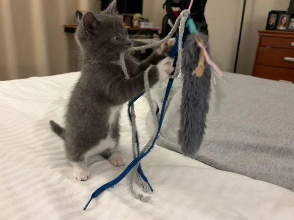 A baby small-sized female Domestic Short Hair cat named Tundra for adoption in Skillman, NJ