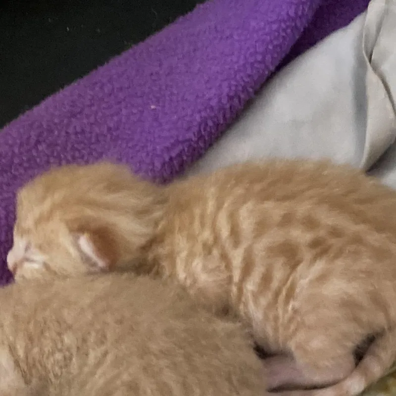 Tigger COHA thumbnail 2