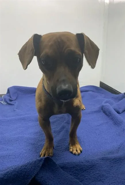 An adult small-sized male Chihuahua dog named Charlie for adoption in San Jose, CA