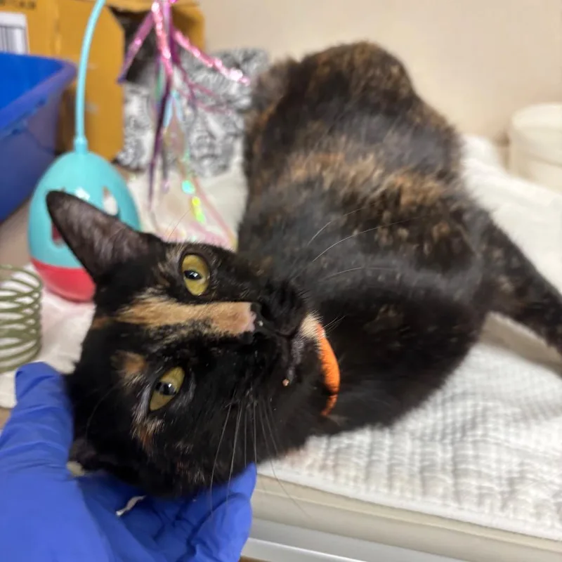 A young medium-sized female Black Domestic Short Hair cat named Cleopatra for adoption in Westhampton, NY
