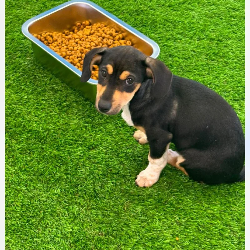 A baby small-sized female Black Mixed Breed dog named Munchkin for adoption in Huntsville, AL
