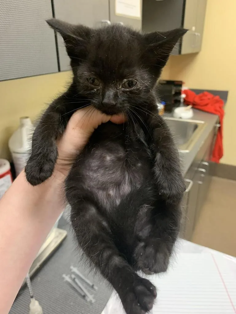 A baby medium-sized male Domestic Short Hair cat named Ray for adoption in Florence, SC