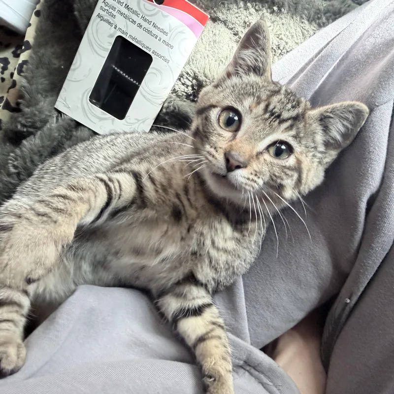 A baby medium-sized female Tabby (Gray / Blue / Silver) Domestic Short Hair cat named Karo for adoption in Springfield, OR
