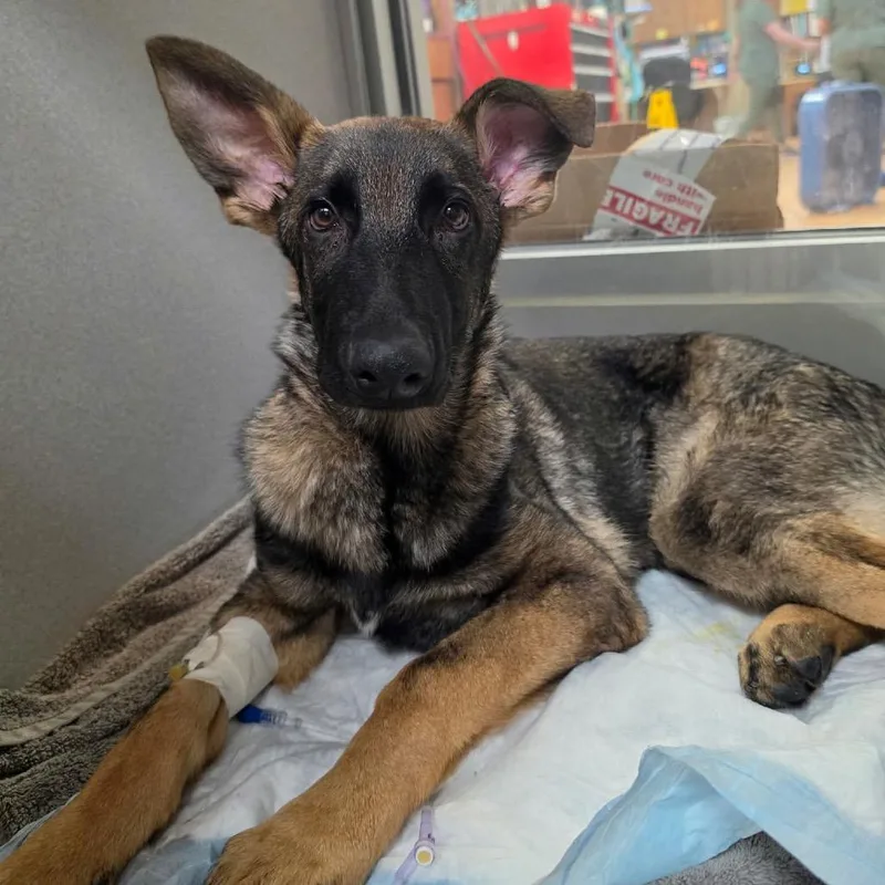 A young medium-sized male German Shepherd Dog dog named Malakai for adoption in Tulsa, OK