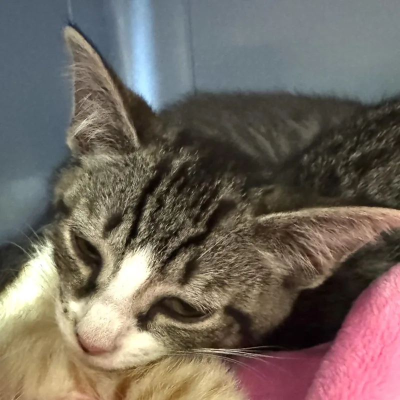 A baby small-sized female Brown / Chocolate Domestic Short Hair cat named Professor Meowgonagol for adoption in Charlottesville, VA