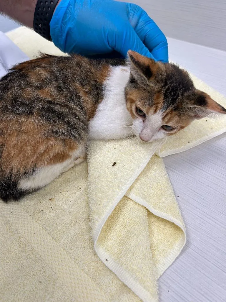 A baby large-sized female Domestic Short Hair cat named Maple for adoption in Oxford, NC